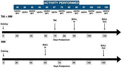 Backfat Thickness Does Affect the Restoration of Ovarian Activity Postpartum in Different Breeding Programs in <mark class="highlighted">Zebu</mark> Cattle